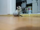 Scottish Fold Irkı Yavrularımız 2 Aylık Saf Kan