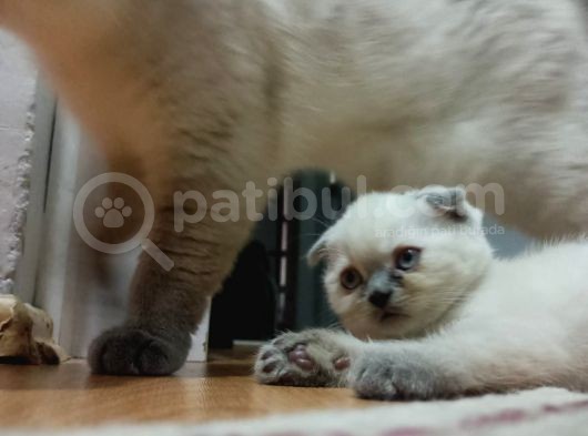 Scottish Fold Irkı Yavrularımız 2 Aylık Saf Kan
