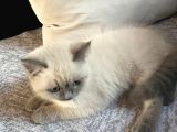 Bluepoint Shorthair British 3 Aylık