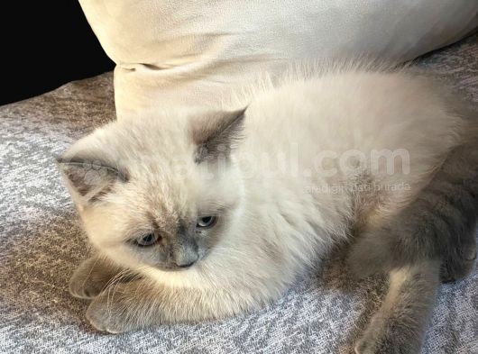 Bluepoint Shorthair British 3 Aylık görsel