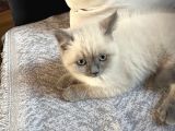 Bluepoint Shorthair British 3 Aylık