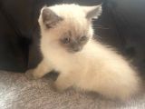 BluePoint Shorthair British 3 Aylık