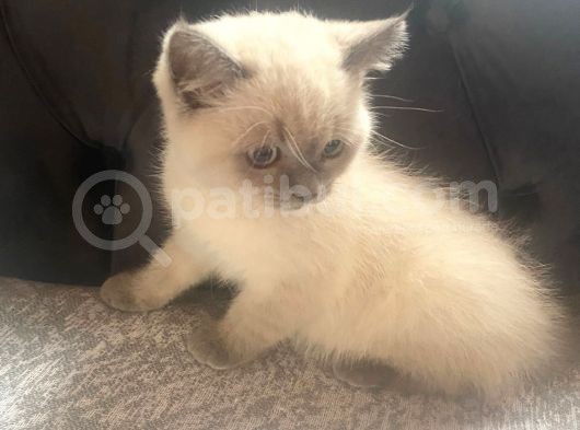 Bluepoint Shorthair British 3 Aylık