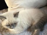 Bluepoint Shorthair British 3 Aylık