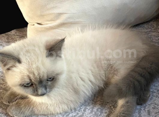 Bluepoint Shorthair British 3 Aylık görsel
