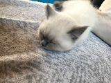 Bluepoint Shorthair British 3 Aylık