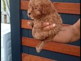 Toy Poodle Yavrularımız