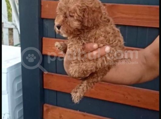 Toy Poodle Yavrularımız görsel
