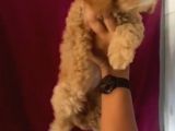 Toy Poodle Yavrularımız