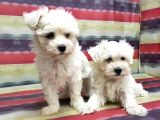 Maltese Terri̇er Yavru