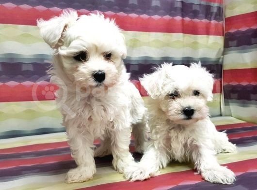 Maltese Terri̇er Yavru görsel