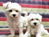 Maltese Terri̇er Yavru