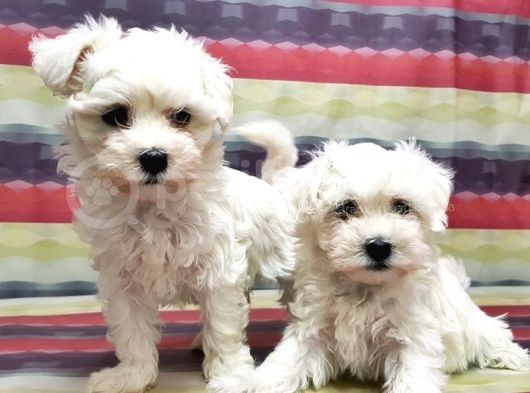 Maltese Terri̇er Yavru görsel