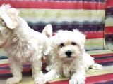 Maltese Terri̇er Yavru