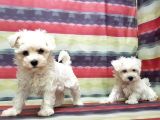 Maltese Terri̇er Yavru
