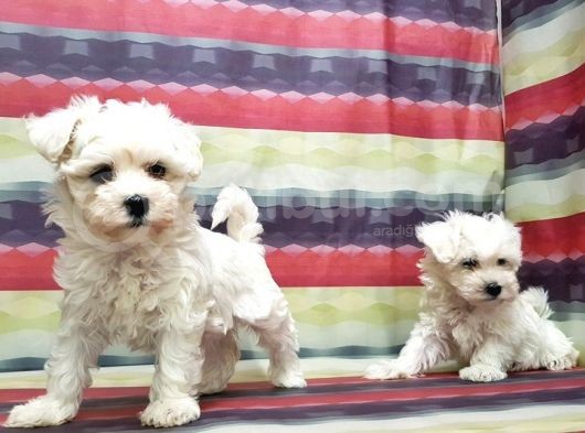 Maltese Terri̇er Yavru görsel