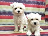 Maltese Terri̇er Yavru