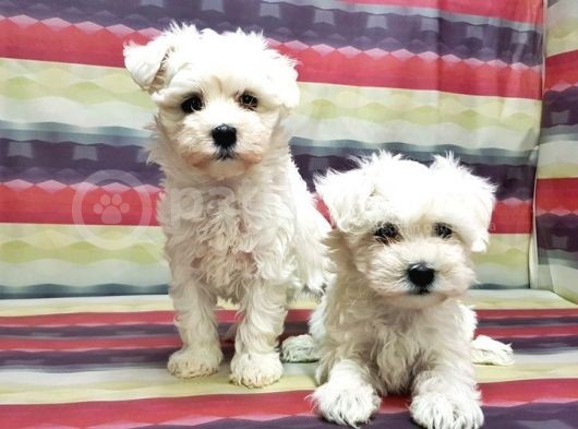 Maltese Terri̇er Yavru görsel