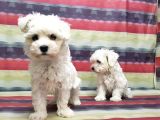 Maltese Terri̇er Yavru