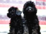 Toy Poodle Yavru