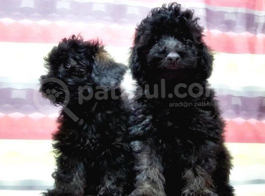 Toy Poodle Yavru görsel