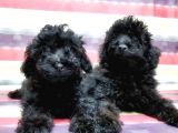 Toy Poodle Yavru