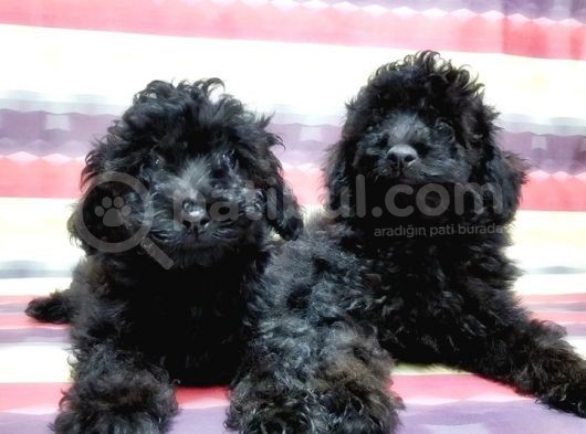 Toy Poodle Yavru görsel