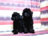 Toy Poodle Yavru