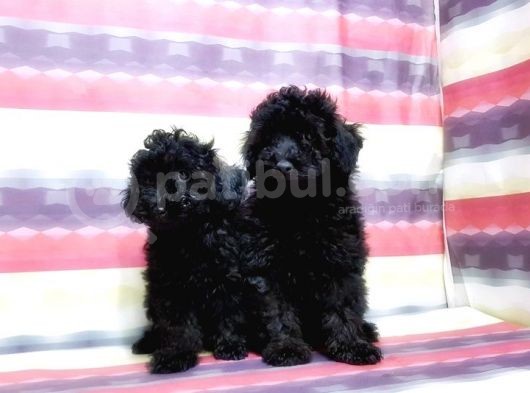 Toy Poodle Yavru görsel
