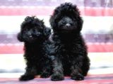 Toy Poodle Yavru