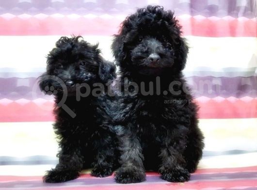 Toy Poodle Yavru