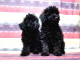Toy Poodle Yavru