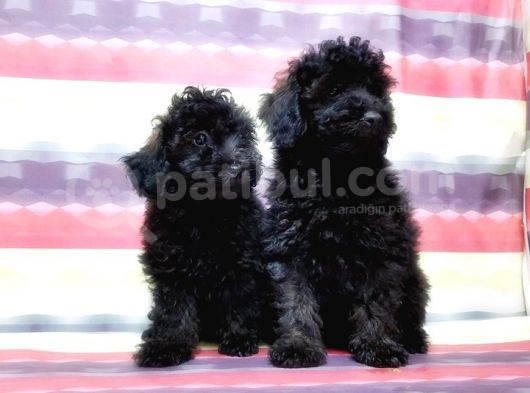 Toy Poodle Yavru görsel