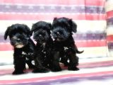 Minyatür Schnauzer Yavrular