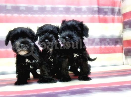 Minyatür Schnauzer Yavrular
