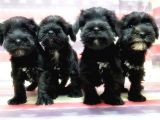 Minyatür Schnauzer Yavrular