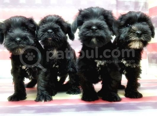 Minyatür Schnauzer Yavrular görsel