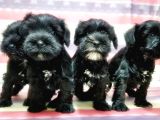 Minyatür Schnauzer Yavrular