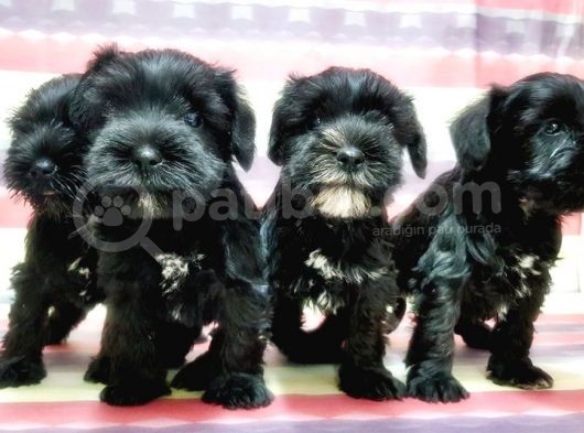 Minyatür Schnauzer Yavrular görsel