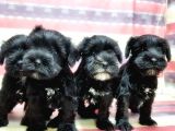 Minyatür Schnauzer Yavrular