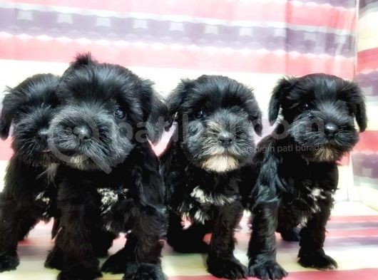 Minyatür Schnauzer Yavrular görsel
