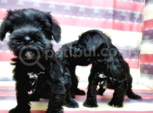 Minyatür Schnauzer Yavrular görsel