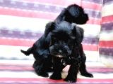 Minyatür Schnauzer Yavrular