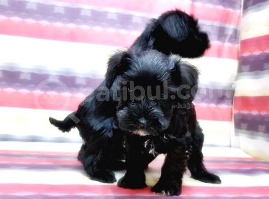 Minyatür Schnauzer Yavrular görsel