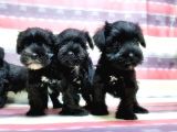 Minyatür Schnauzer Yavrular