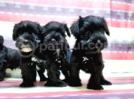 Minyatür Schnauzer Yavrular görsel