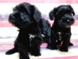 Minyatür Schnauzer Yavrular