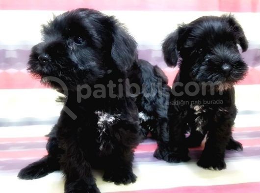Minyatür Schnauzer Yavrular görsel