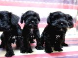 Minyatür Schnauzer Yavrular