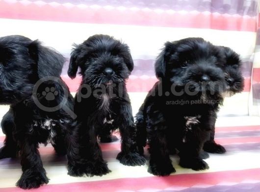 Minyatür Schnauzer Yavrular görsel
